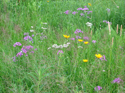 Prairie Wildflowers in Bloom