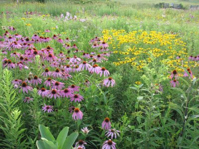 Summer Prairie Wildflowers