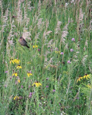 Watching over the Prairie