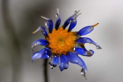 DSC_0353br.jpg