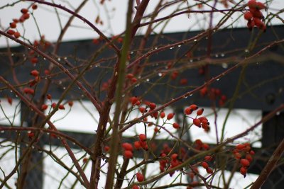 DSC_1226br.jpg