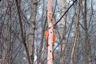 DSC_4259br.jpg