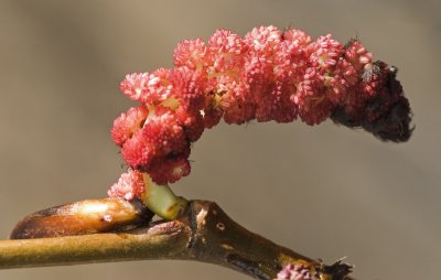 DSC_4342br.jpg