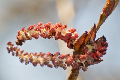 DSC_4407br.jpg