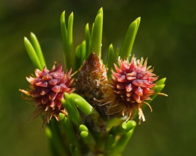 DSC_5785br.jpg