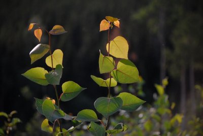 DSC_6328r.jpg
