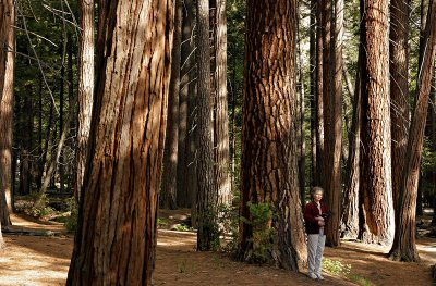 Redwoods Janet_5110.jpg