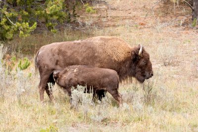 BisonAnd Calf_5802.jpg