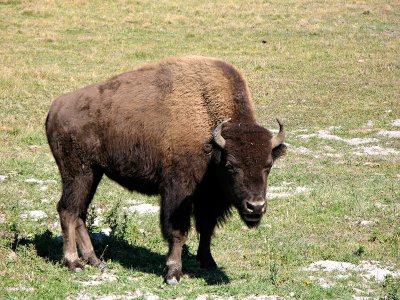 BisonSingle_0630.jpg