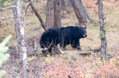 Young Black Bear #2_5936.jpg