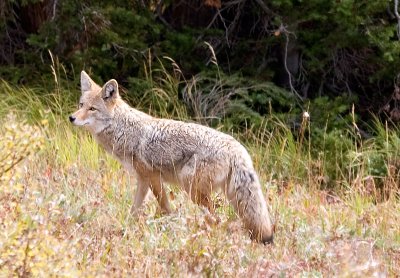 Coyote_5910.jpg