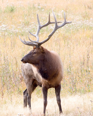 ElkMale_5835.jpg
