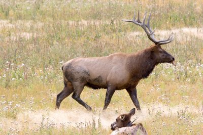 ElkMale_5839 copy.jpg
