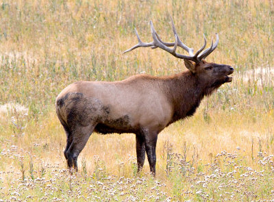 ElkMale_5841.jpg