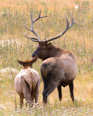 ElkMale_5844.jpg