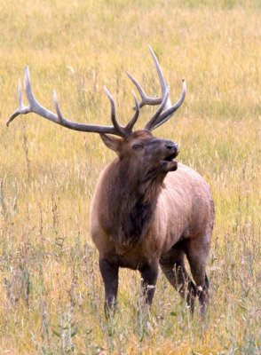 ElkMale_5854.jpg