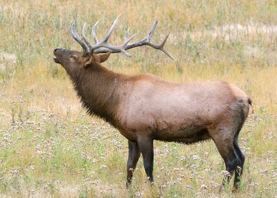 ElkMale_5864.jpg
