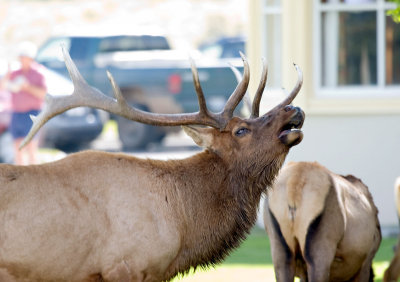 ElkMammoth_5713.jpg