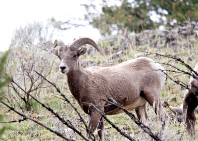 Bighron Sheep_5927.jpg