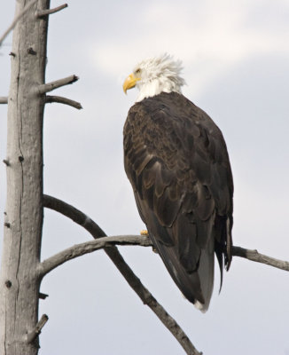Eagle2_5887_2.jpg