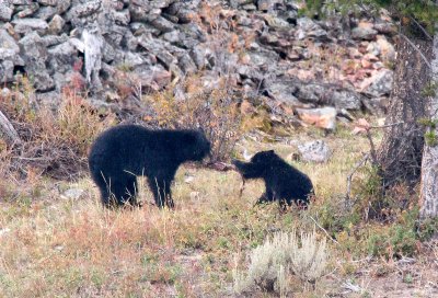 BearAndCub2_5995.jpg