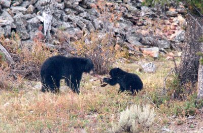 Animals - Yellowstone