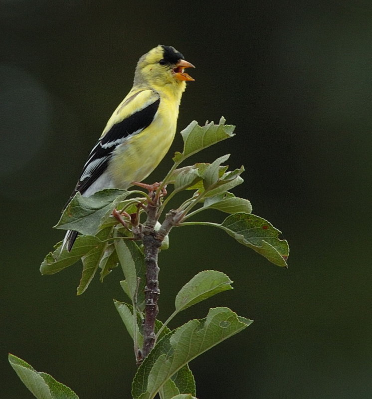 DSC_7985.jpg