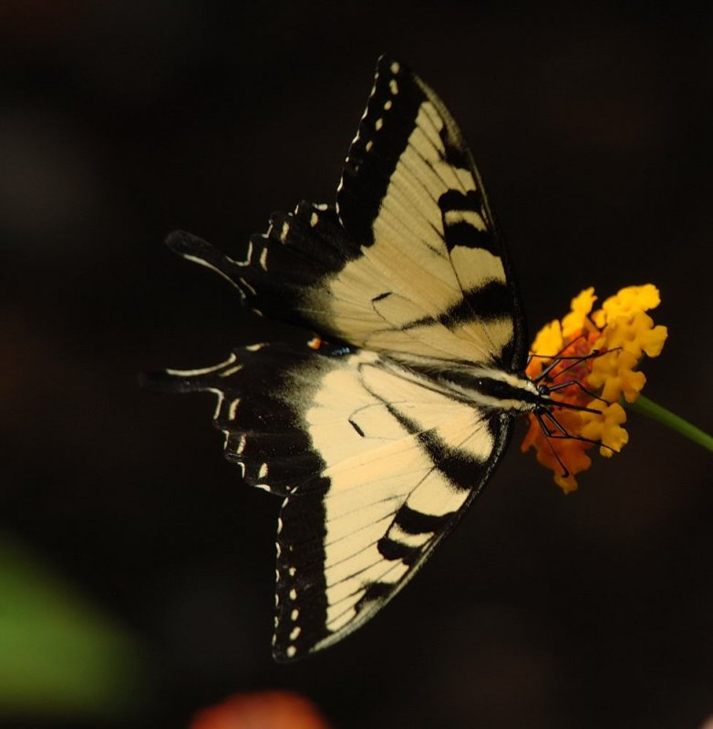 DSC_8508.jpg