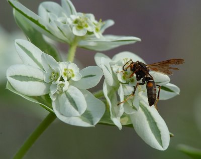 DSC_7604.jpg
