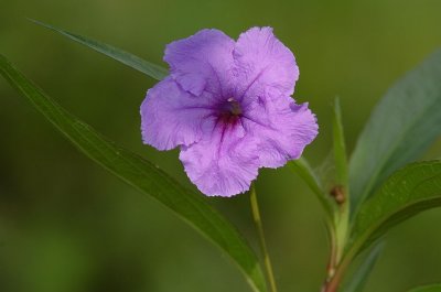 DSC_7612.jpg