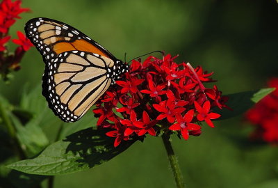 DSC_8492.jpg