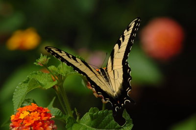 DSC_8524.jpg