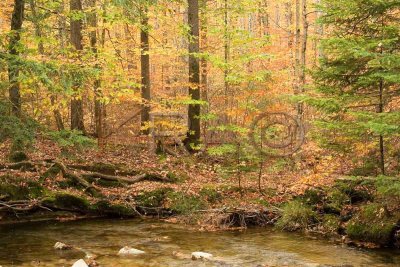 Autumn Glow 004(10-06).jpg