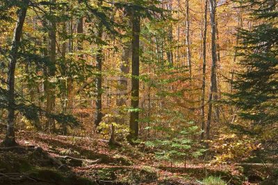 Autumn Glow 005(10-06).jpg