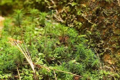 Moss 001(10-06).jpg