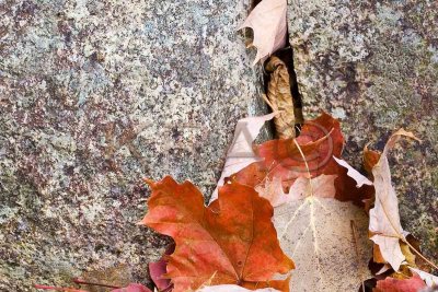 Rock and Leaves 001(10-06).jpg