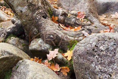Rocks and Leaves 001(10-06).jpg