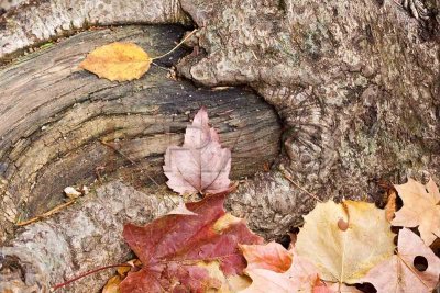 Autumn In New Hampshire =2006=