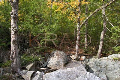 Agassiz Basin Rocks and Trees 001(10-04).jpg