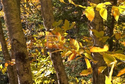 Autumn Birch 001(10-04).jpg