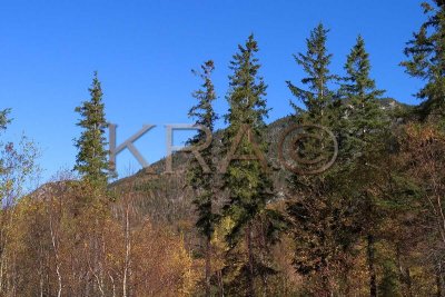 Eagle Cliff Behind Trees 001(10-04).jpg