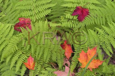 Ferns and Maple Leaves 001(10-04).jpg