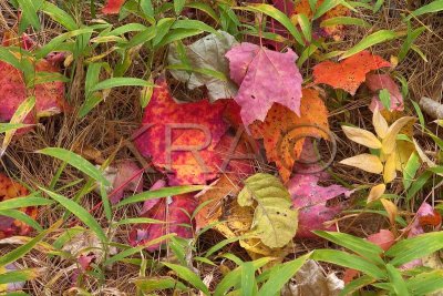 Forest Floor in Autumn 002(10-04).jpg