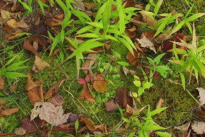 Moss and Grass 001(9-04).jpg