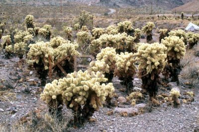 cacti 002(7-02).jpg
