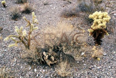 cacti 003(7-02).jpg