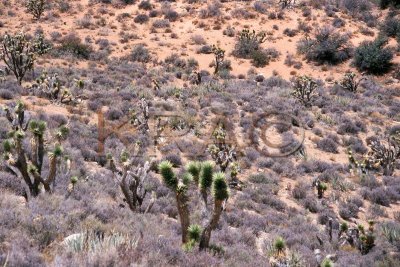 joshua tree 003(7-02).jpg