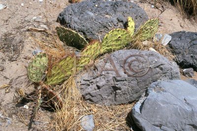 prickly pear 001(7-02).jpg