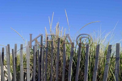 Beachgrass and Fence 002(10-03).jpg