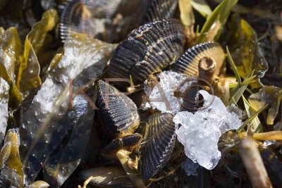 Seaweed and Mussels 001(2-06).jpg